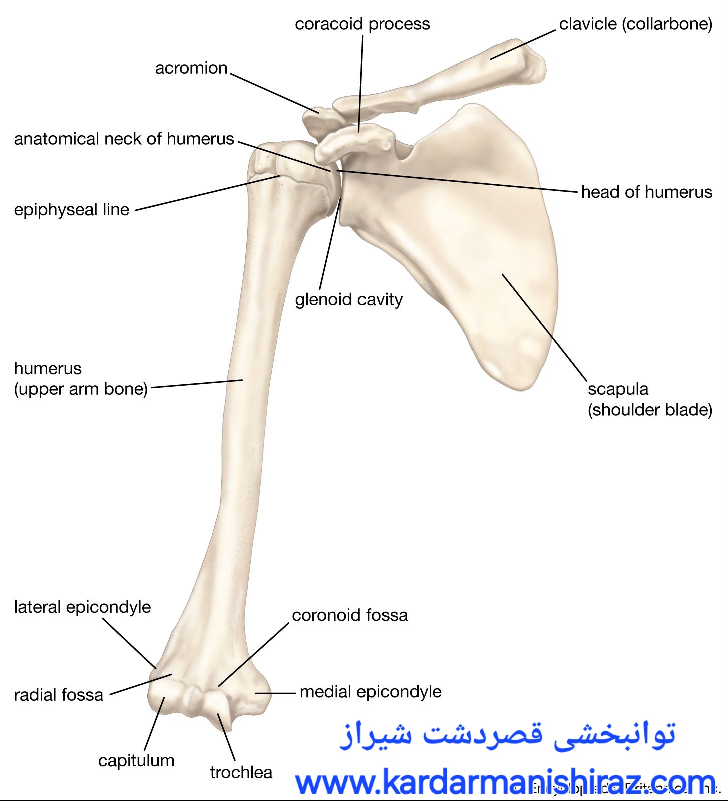 راهنمای جامع توانبخشی بعد از شکستگی بازو و آرنج